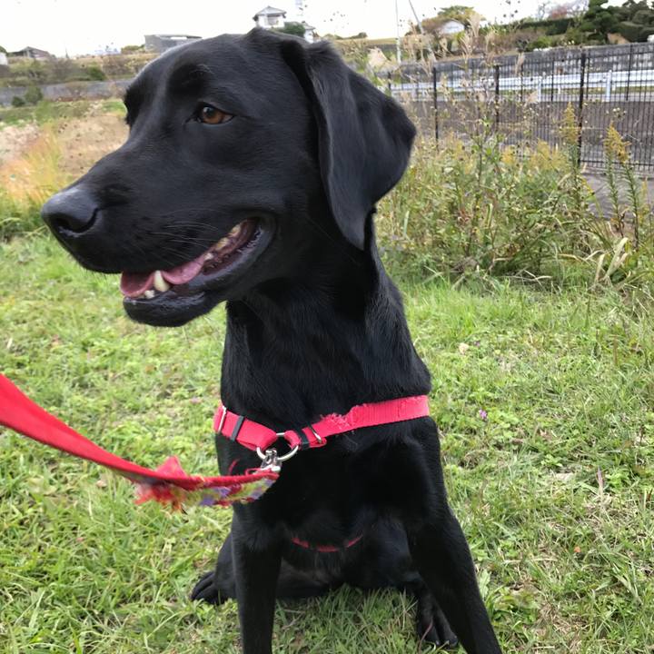 84705145 df0b 486a b76f 4e4356404f66 1511077059872