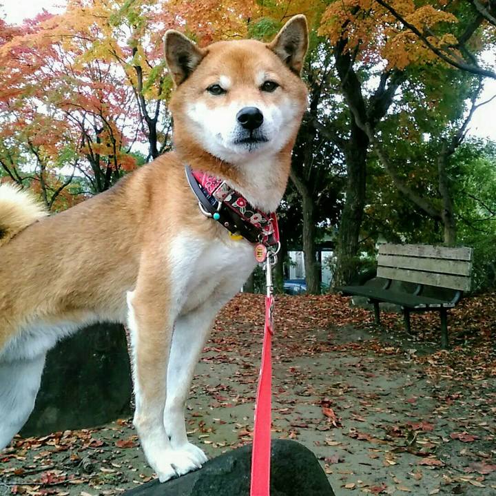 84709490 54cc 41ec 8ce9 bc874719c610 1574900534505