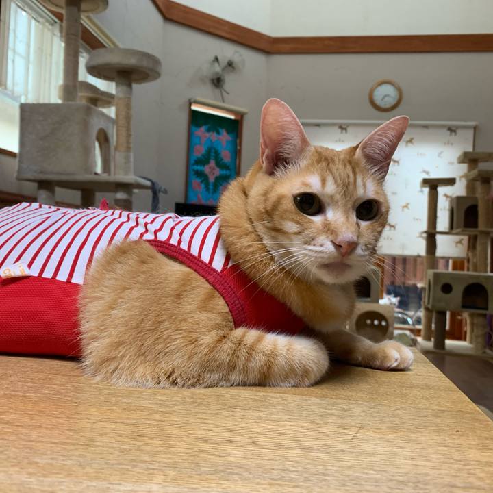 847166d2 86b0 4ac2 80cf d836c25d2203 1594444231797