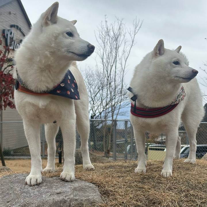 84742f87 8ddc 413f b6e8 91d0c6bf39ed 1765803566294