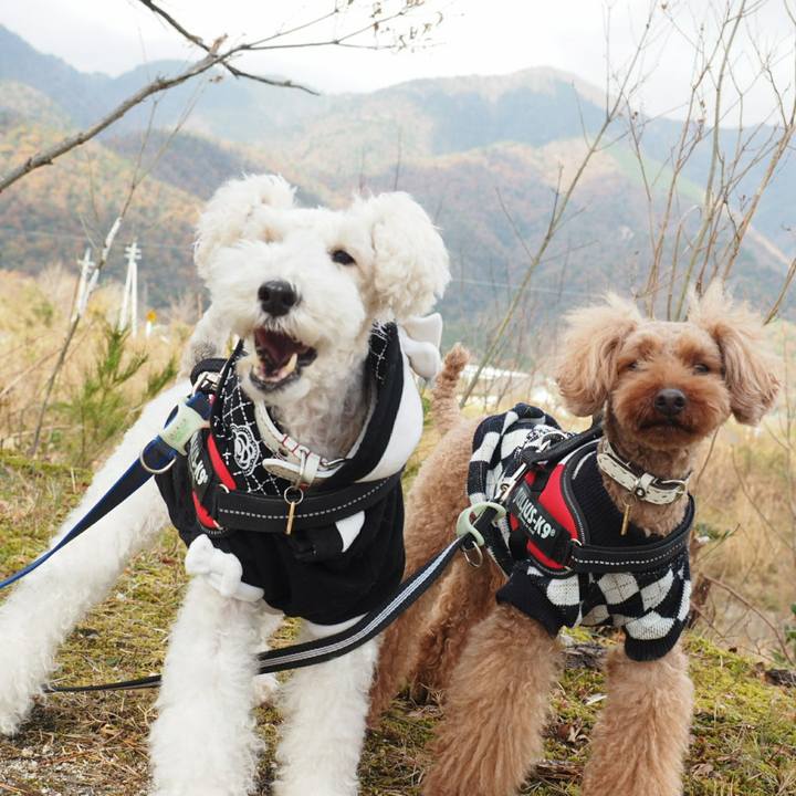 8474d385 de37 40f7 b9b4 50ee1c3075ba 1511413248124