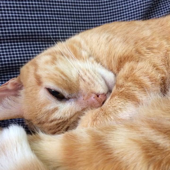 84772ea9 6a11 446b 8b51 18ed4d63c74e 1514819386581