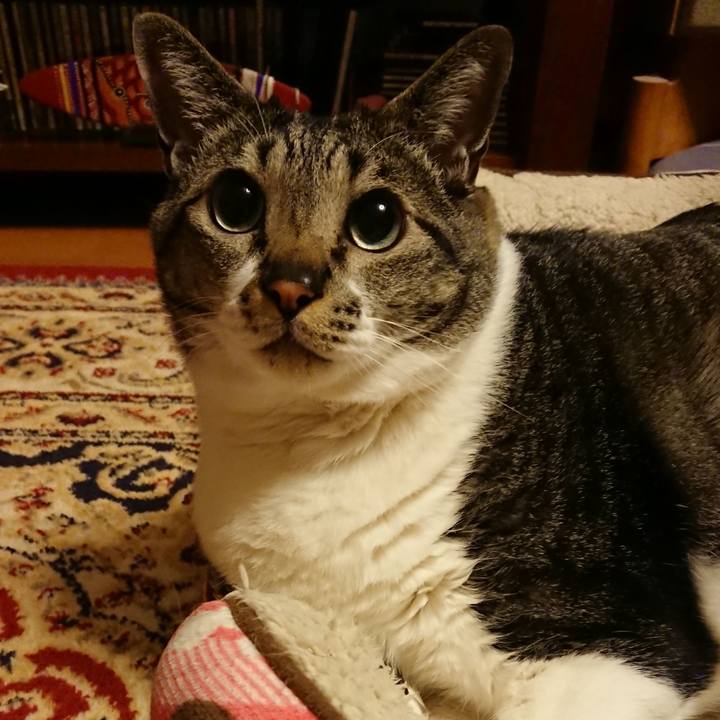 84779609 32ff 40d0 bbdc 851b9c537ae3 1525701923178