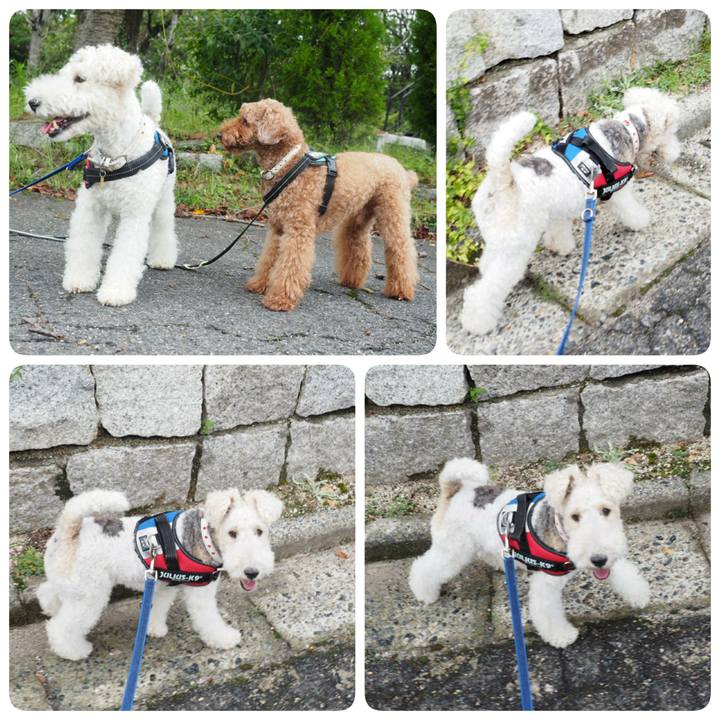 847a17a6 7030 455b 9cf5 9652b399094f 1536517697731