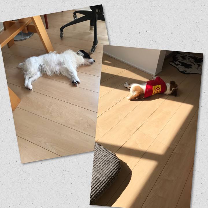 847c7fd2 77bb 4b06 b831 883839c4c717 1526881225518