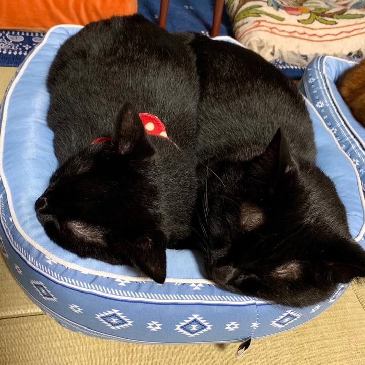 847f0360 d01d 4cc8 a839 5510c98f49e6 1565855013943