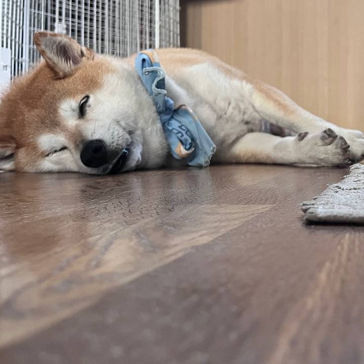 8483585d 9a5e 42fe b8a2 884a124b9f69 1720228684542