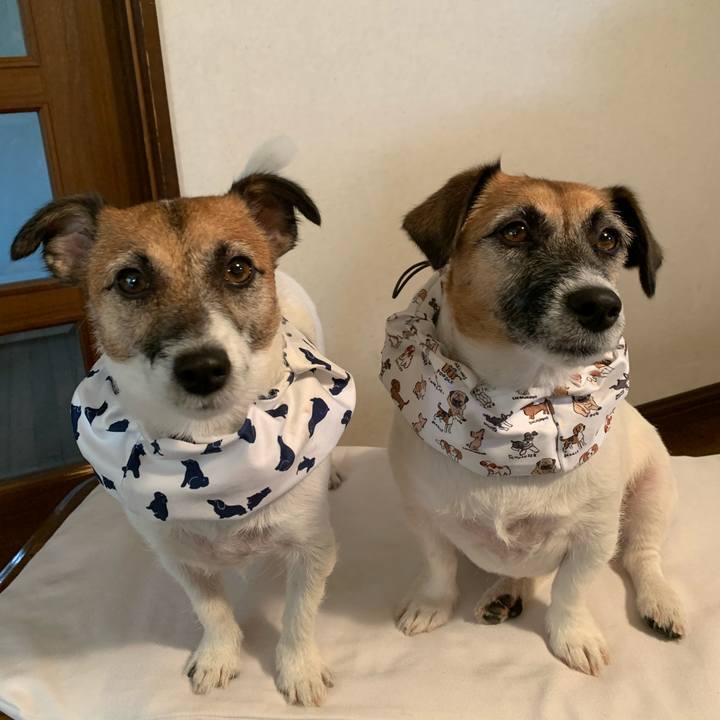 84848310 0941 4cb3 9a32 03f8889a27e5 1598770553306