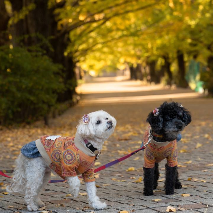 8484e8f6 7496 44e5 acf7 540280a1b667 1763459323257