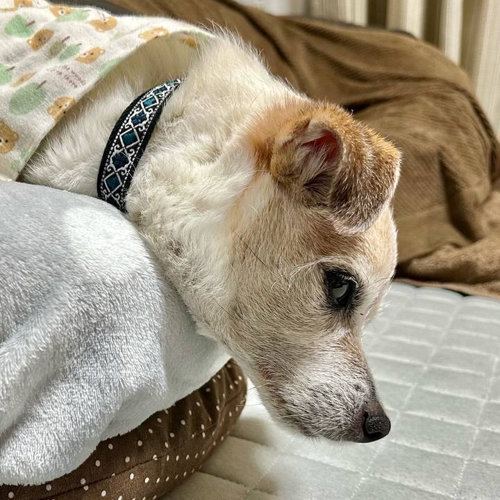 848a92e8 e8bf 4cca 9294 06cb6db9f70a 1743559210641