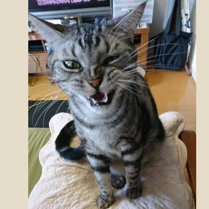 848e79ed c43d 40cb b3f5 204da483aae6 1513839457158