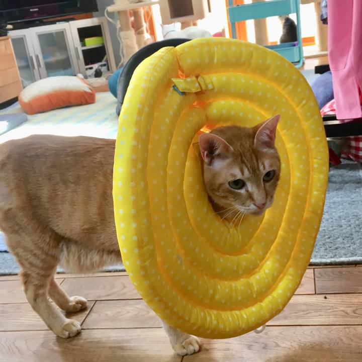 8494a4fb e99b 46b4 93eb 78d85875290b 1527402767138