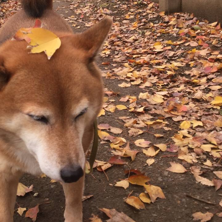 84978f9e 9a37 4767 bceb 5c4cddd487df 1575949287607