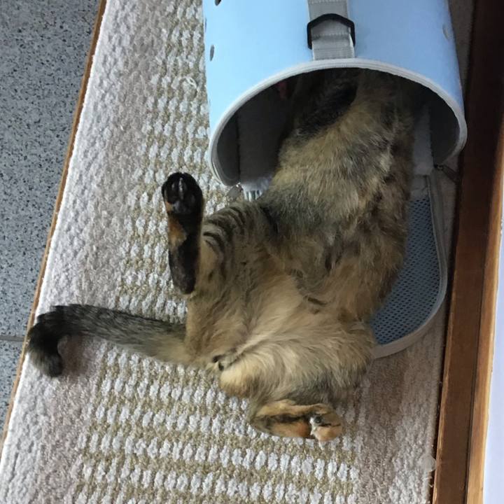 849aeb9c d631 4d8c 93b6 5e0ddeb307fc 1589350854000