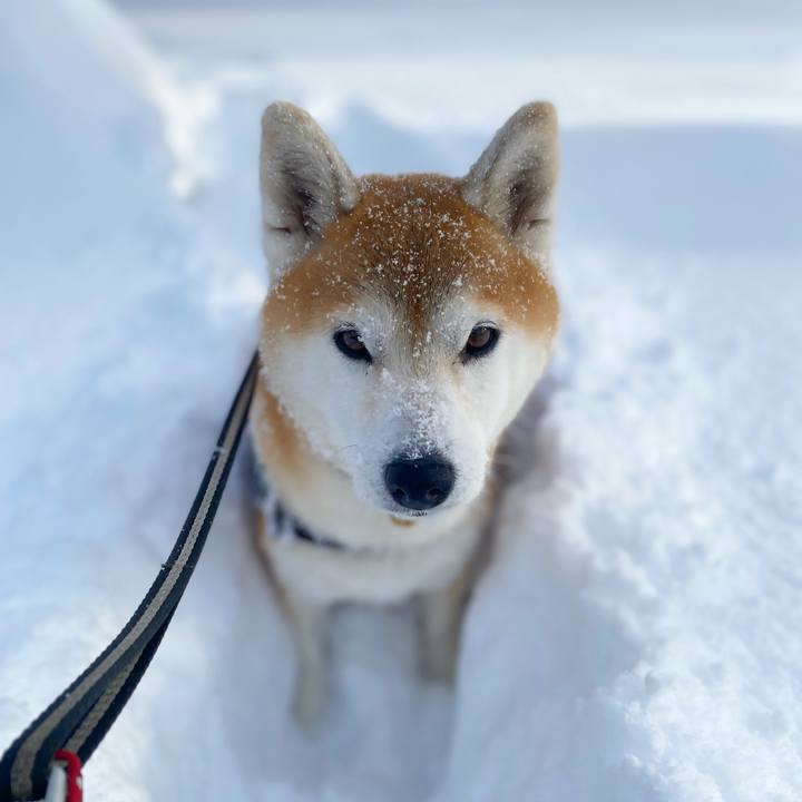 84a139f9 f380 4e56 8b02 652f4880a720 1639795107753