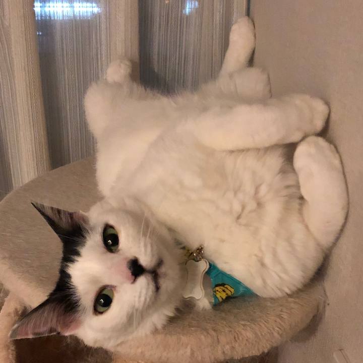 84a26f67 91c2 40d2 8e7f 9be28e985dfa 1531922034090