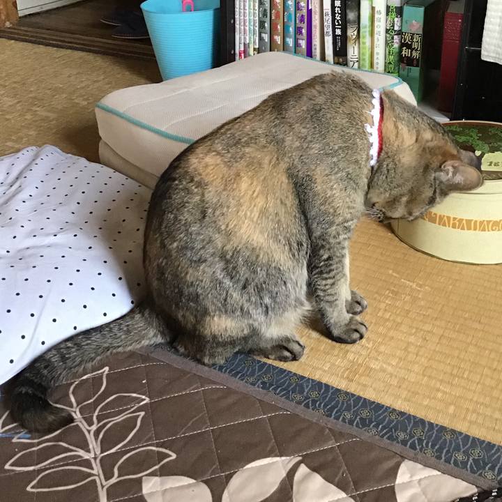 84a3c47a 0b6b 4235 9c35 ec91cdda1515 1587875969850