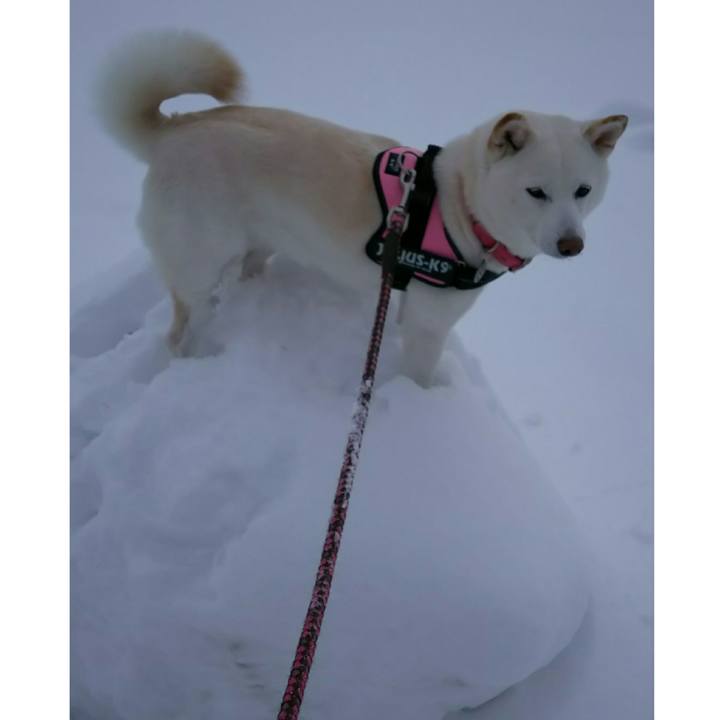 84a420a2 7979 4e99 a5e7 3df2181dbd90 1518491820590