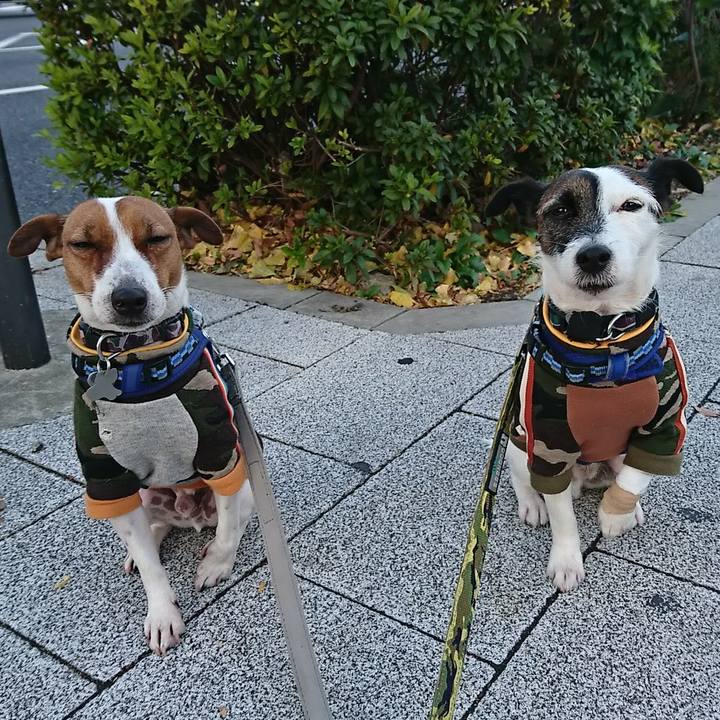 84a4bc6a b6a2 4d32 ba96 5cd30a31230a 1544913046956