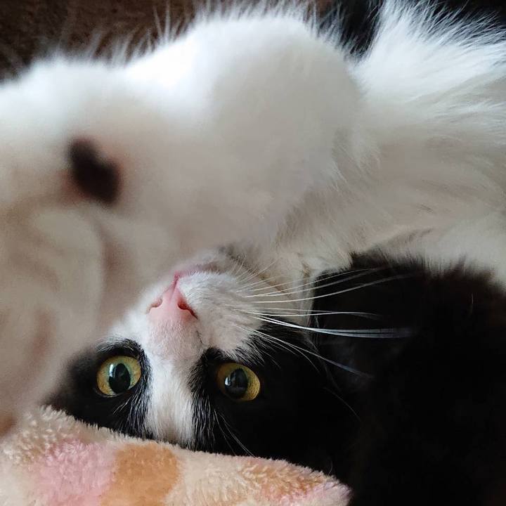 84a5a958 4f73 4c73 8172 6c334cffb030 1587559867725