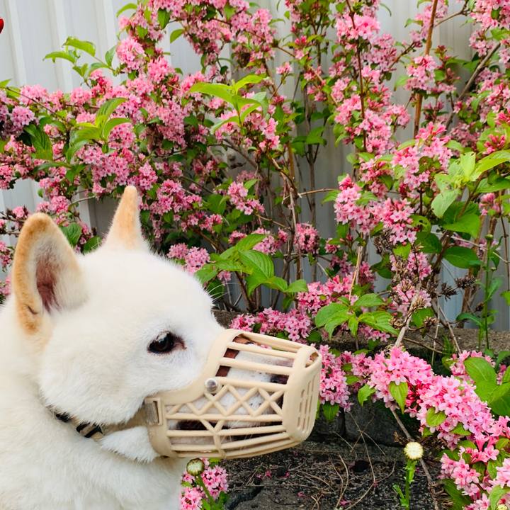 84a83915 ae48 45af 84b5 f429e9147534 1592167138198