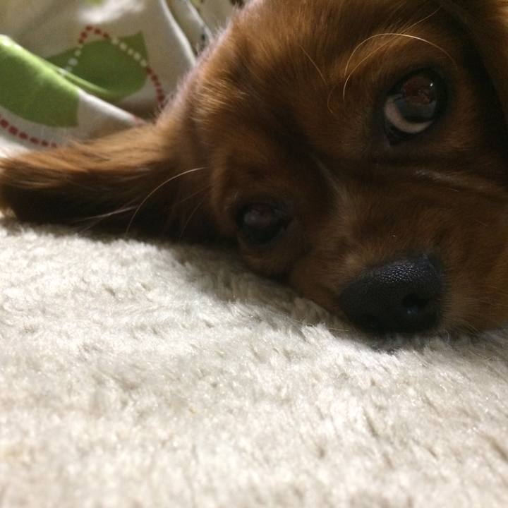 84aa9c29 9aad 4eed 910e f588d660858e 1512649169977