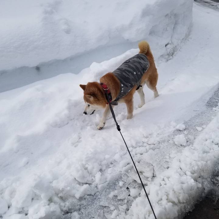 84abf572 b72c 4caa ab0c b9c975ea74c6 1738812599467