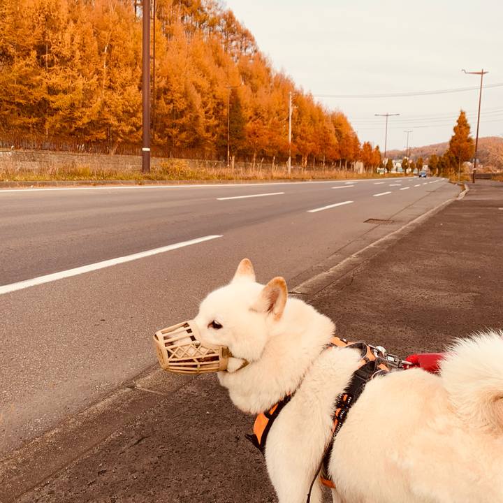 84af3785 ffe2 491f a474 4c715e0c226f 1668207117234