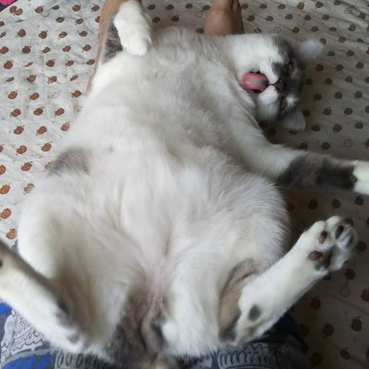 84af7bfc ba2b 4f7d 9a26 1a4b7494ce4c 1528162344244