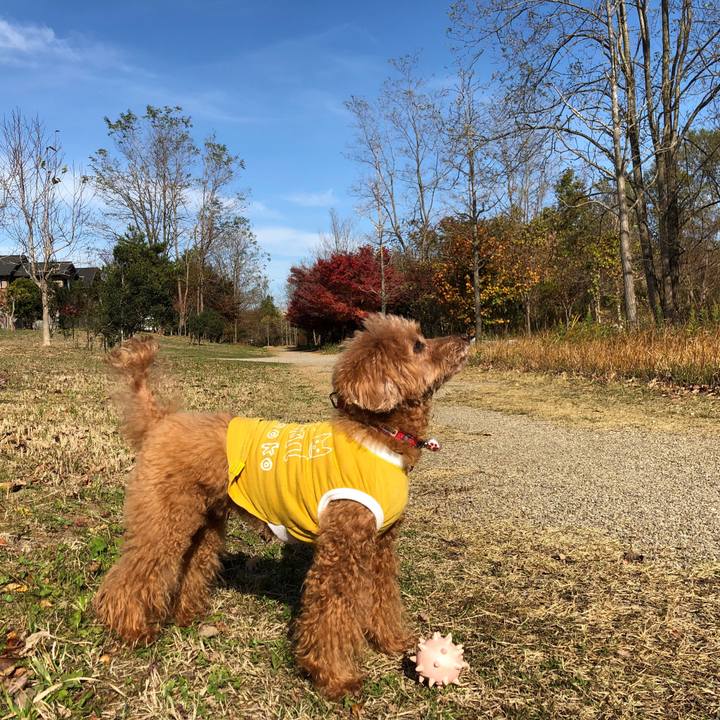 84b07f32 eb1c 44d9 bc3e a7515157d33e 1542519458396