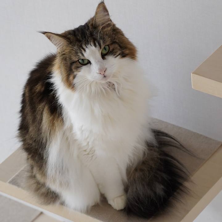 84b1a2fb af4f 4e32 ab05 c2a1361377de 1606882360715