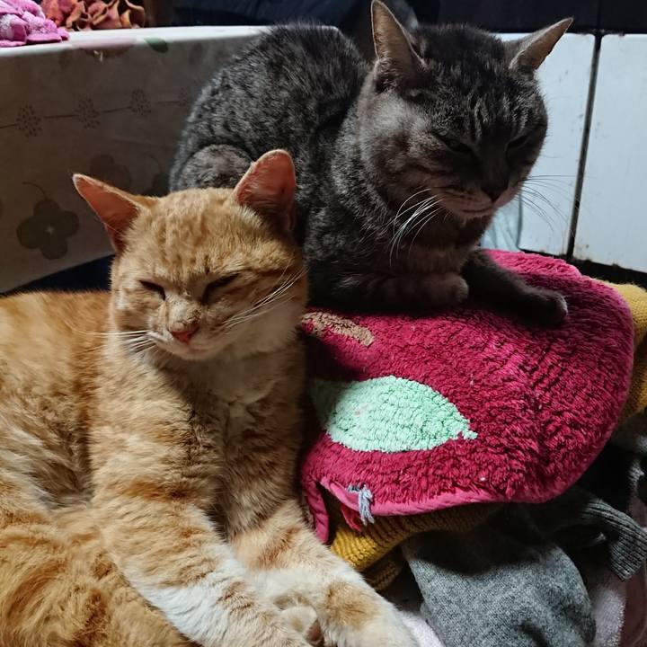 84b4e487 91b7 4b3b 9a32 3cb7e9e67d41 1555491702551