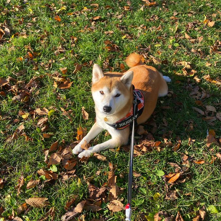 84b4ec6f e0d8 454a aaf9 11d688f8bb25 1604017707655