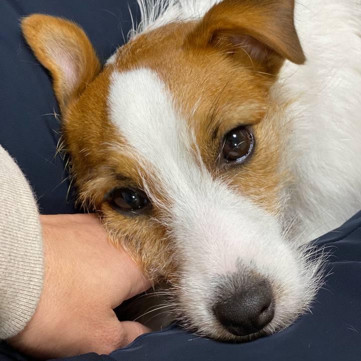 84b71a96 60ca 4b41 ad5d 56fe951032ee 1635659369964