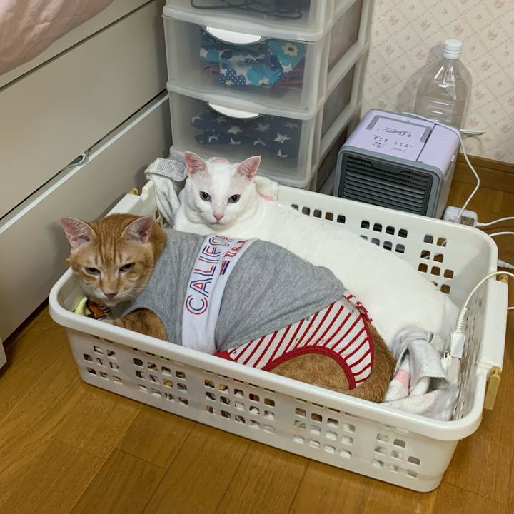 84b8af5e f19d 4ee8 bef1 a8bda32b618e 1601122264428