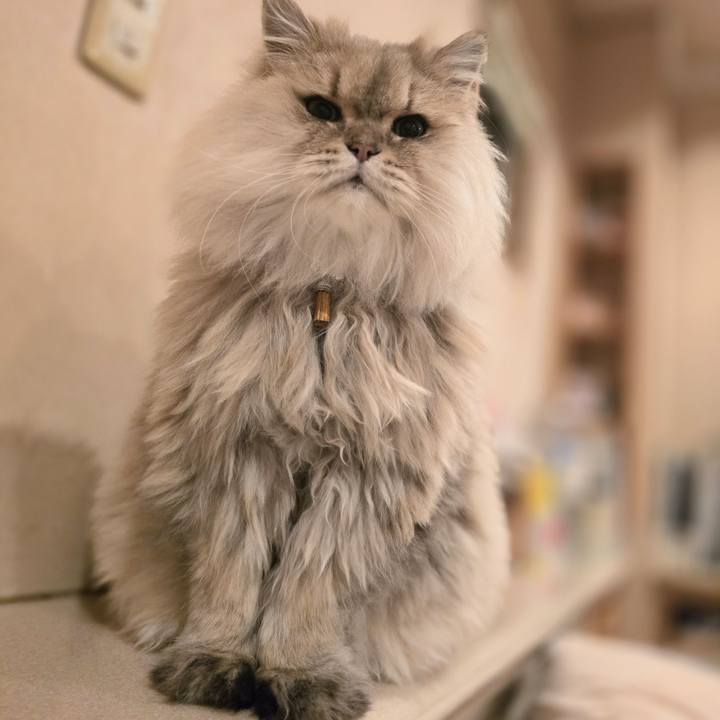 84bb57cb b4eb 449d ac3b 1bd09089401a 1733905591474