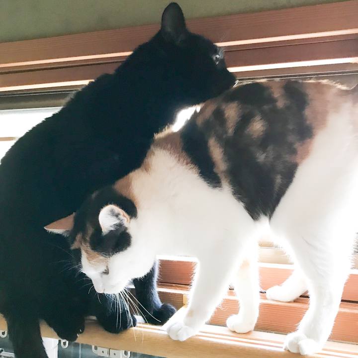 84c0517b 8251 4bfb 9510 73be417437ca 1518666569334