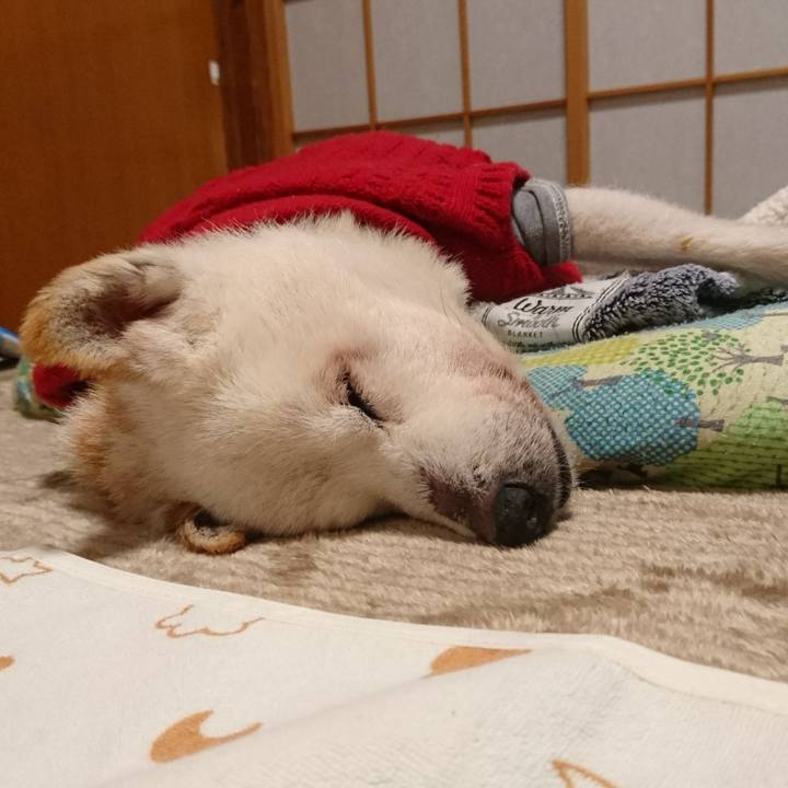 84c1523e 744c 43f0 baa4 e8a366c66950 1543326812809