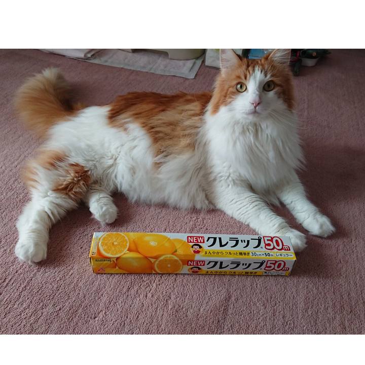 84c2369e 8c11 47ce ad81 af195a5b854d 1585364778335