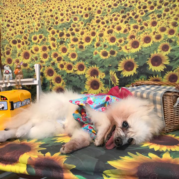 84c25d23 a4fb 4ec3 9ee9 85912527fa29 1533146708553