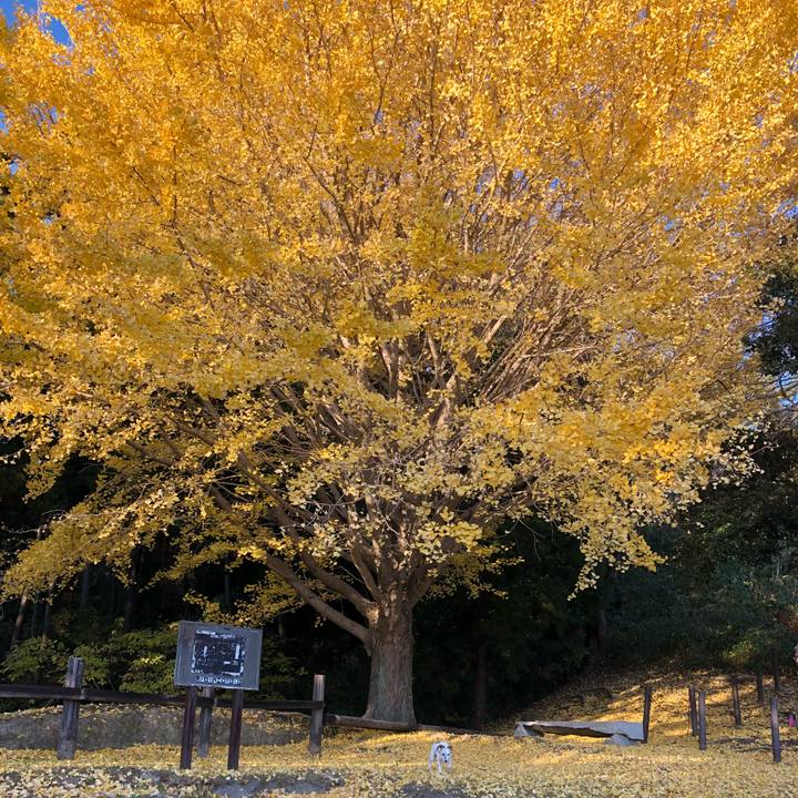 84c28fdc 86a1 44fb 8c47 c0f21ebda7b9 1512566722838