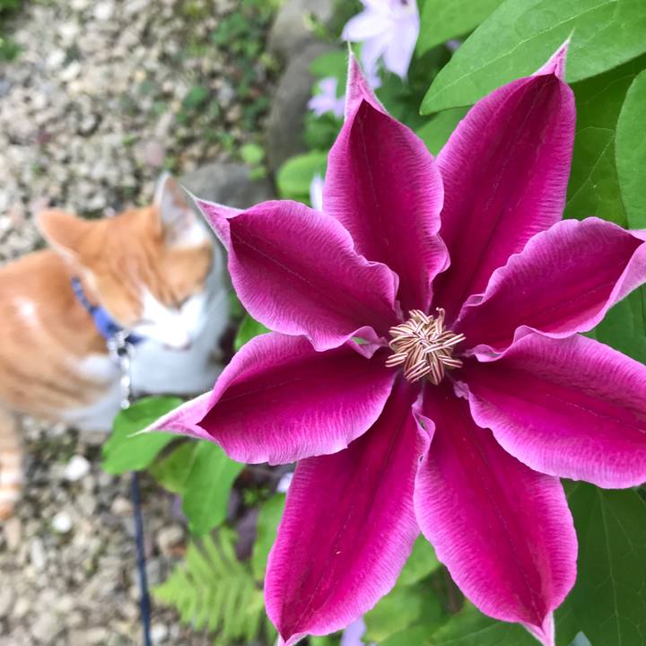 84c49e5a 7a13 4faa b38e bc43c4c0a51f 1526178723781