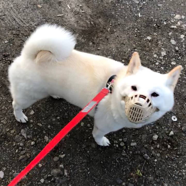 84c70f0d ff3a 427e a4ae 844f5b98f600 1573454937400