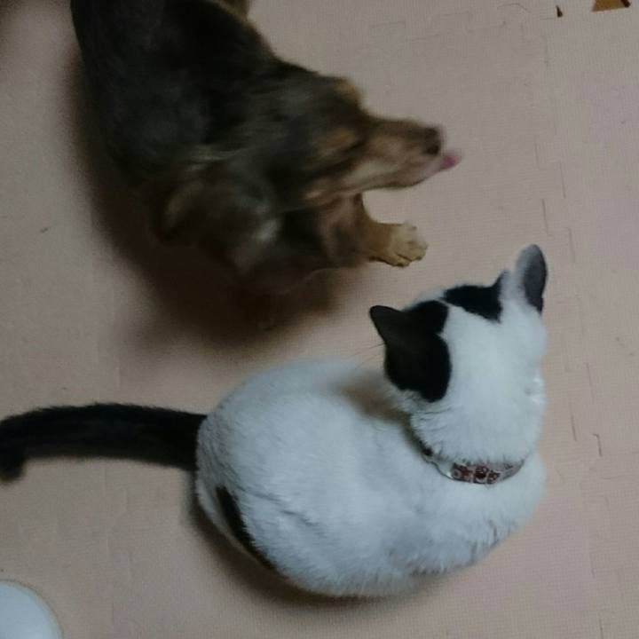 84c72cee a837 4e66 b0d6 0660902e8497 1517398104499