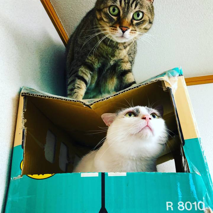 84c7ae11 2c95 453b a10f 63f3f399f47d 1531283133080