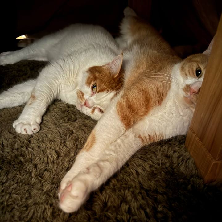 84cbe247 79b0 47ae b7b8 5876342fc534 1763881345107