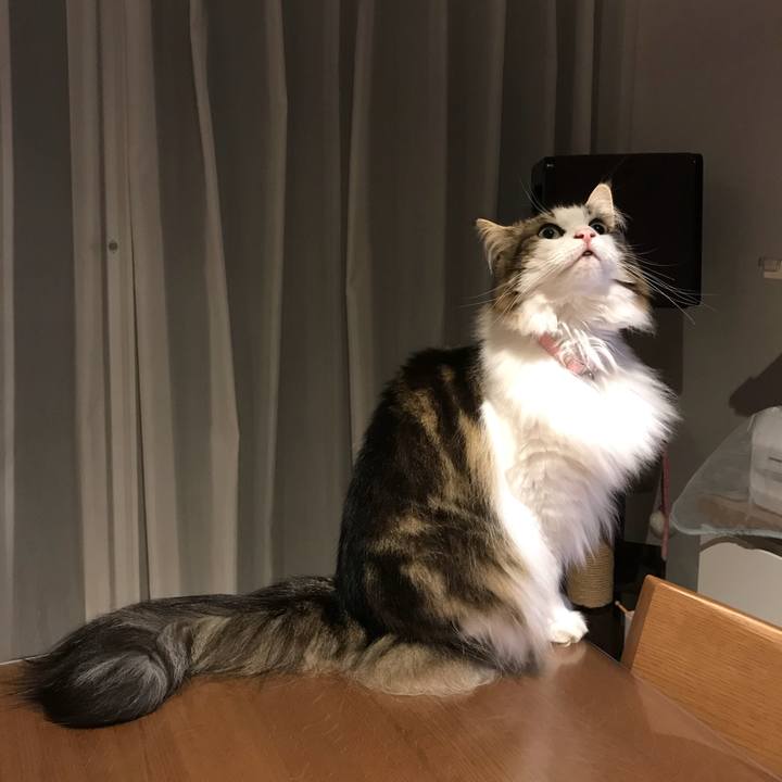 84cc1018 002e 4f3a 864d 46dd60a4dc83 1531135135074