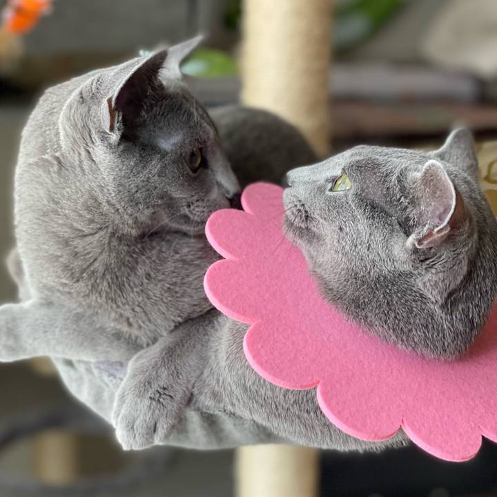 84ce1621 552f 424c 826a 88472f718a1d 1609900146484