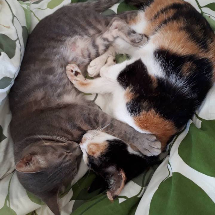 84d2c136 f292 4c17 9341 c9e38bce1dd6 1538364450677