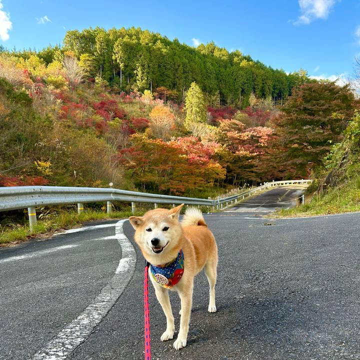 84d35429 7719 4743 aa52 3b4fd9b88b62 1731920317167